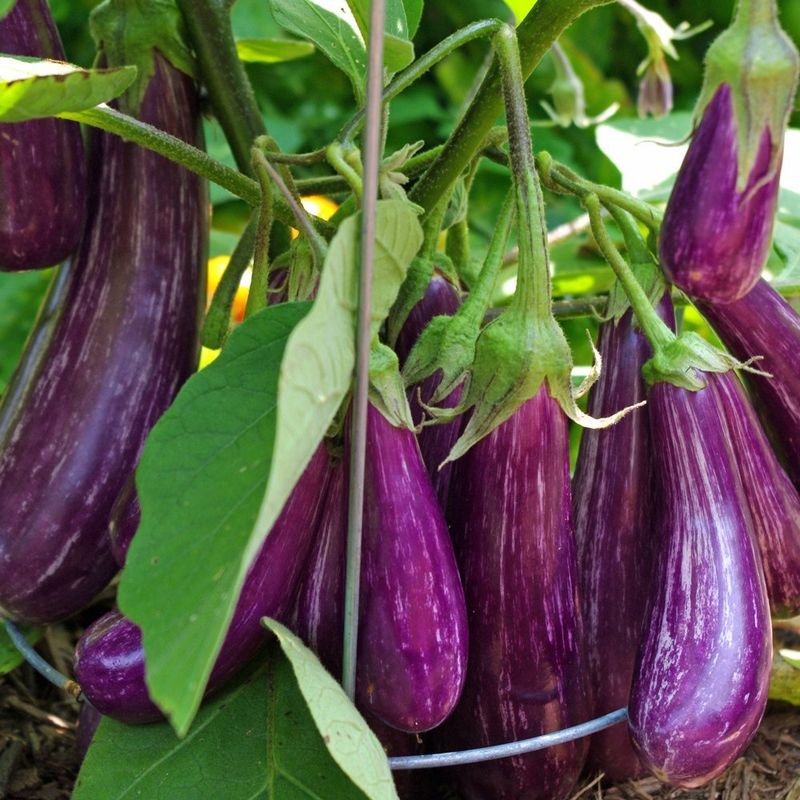 Eggplant: Silkier Texture In Thermal Pots