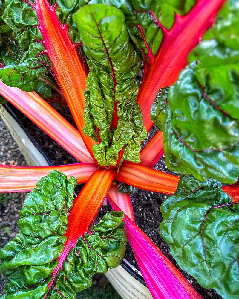 Swiss Chard: The Cut-And-Come-Again Champion
