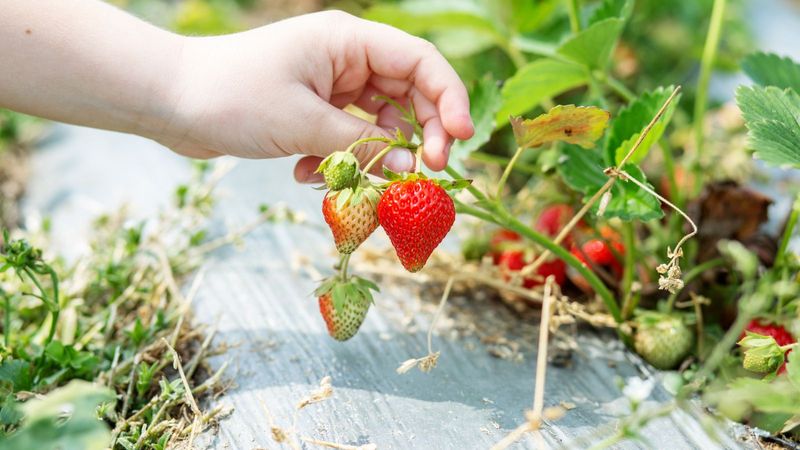 Strawberries: The Soil pH Disruptor