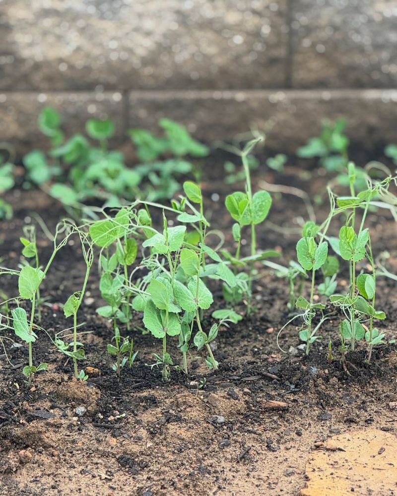 Peas With Extended Harvest