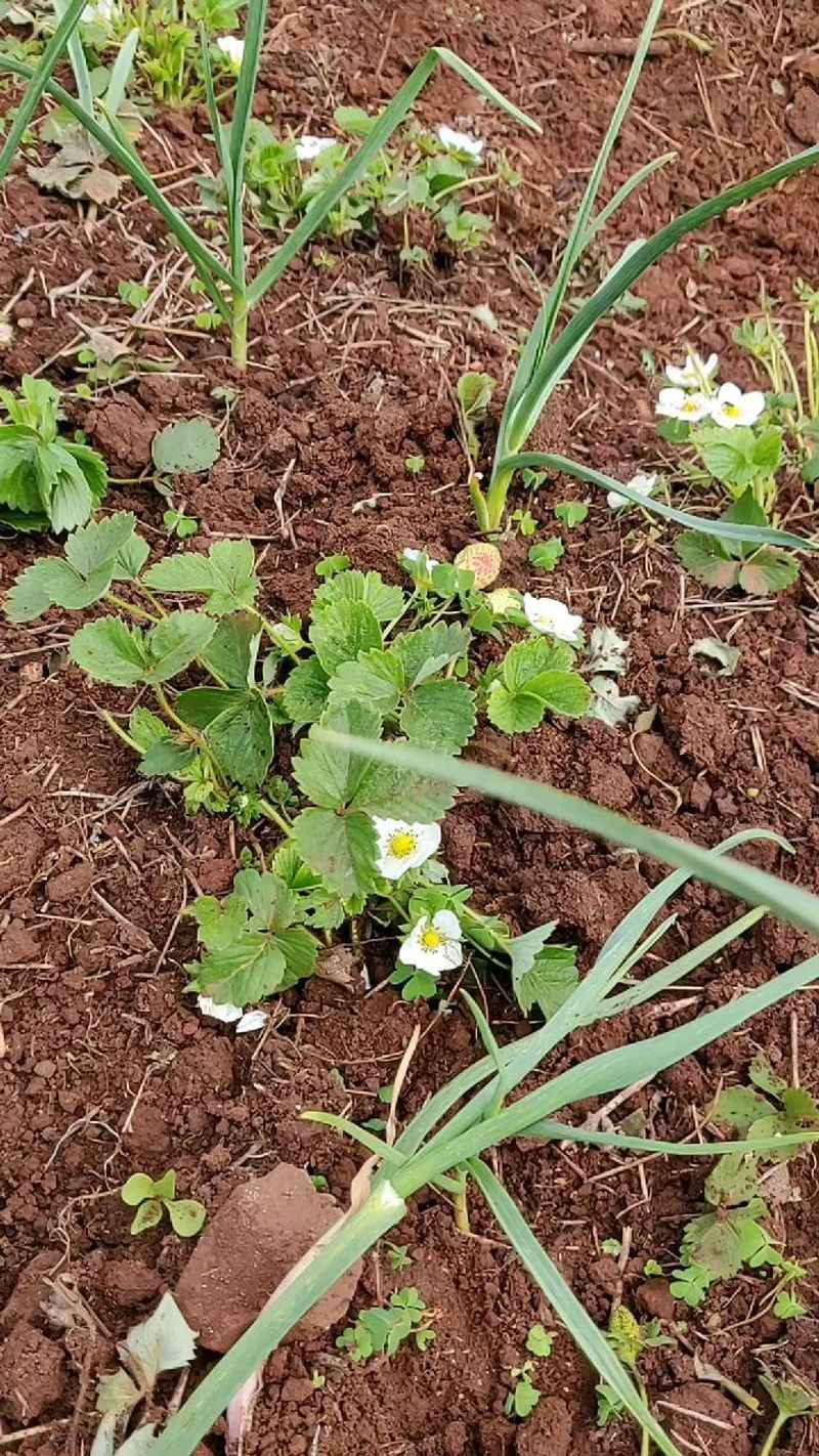 Garlic and Strawberries: Surprising Allies