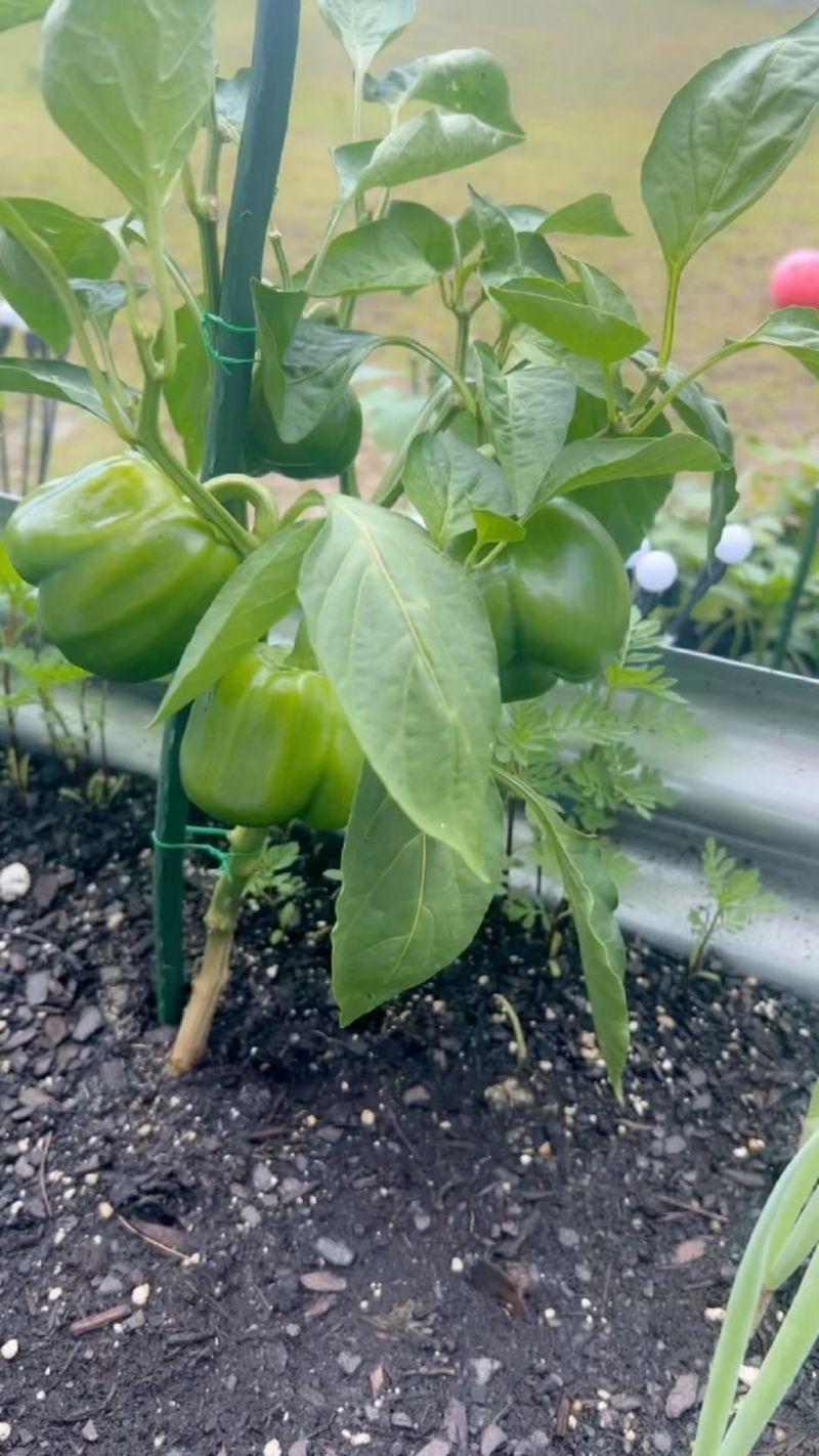 Bell Peppers
