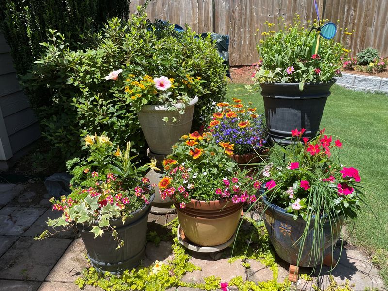 Container Gardening Expansion