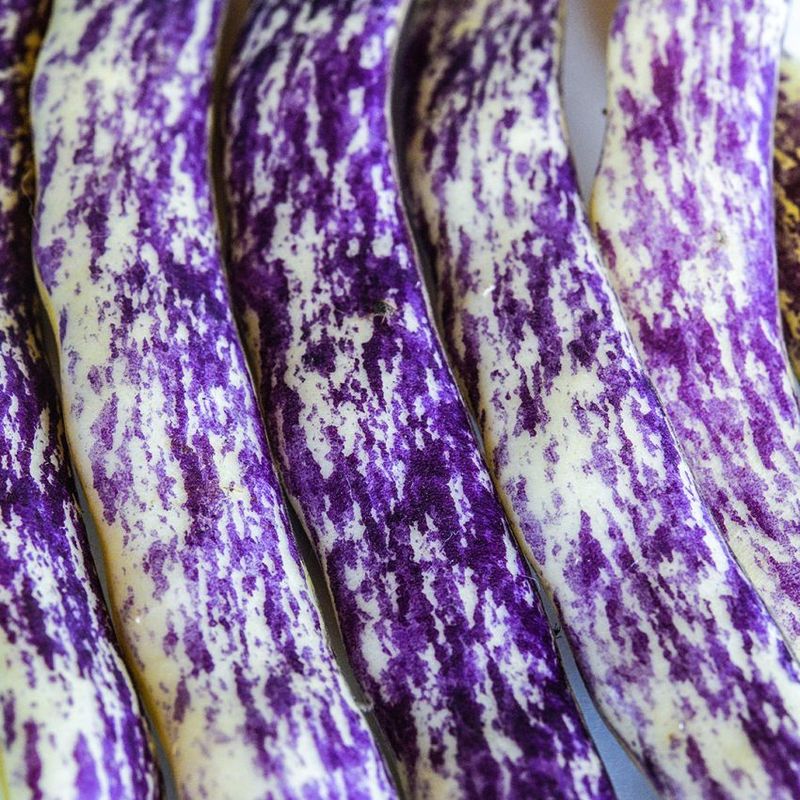 Dragon Tongue Beans