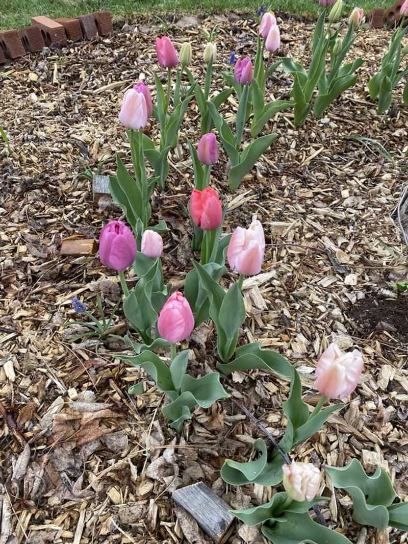 Early Spring Heroes
