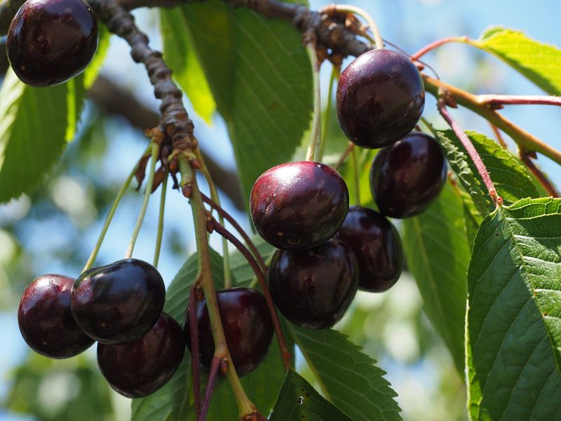 Black Tartarian Cherry