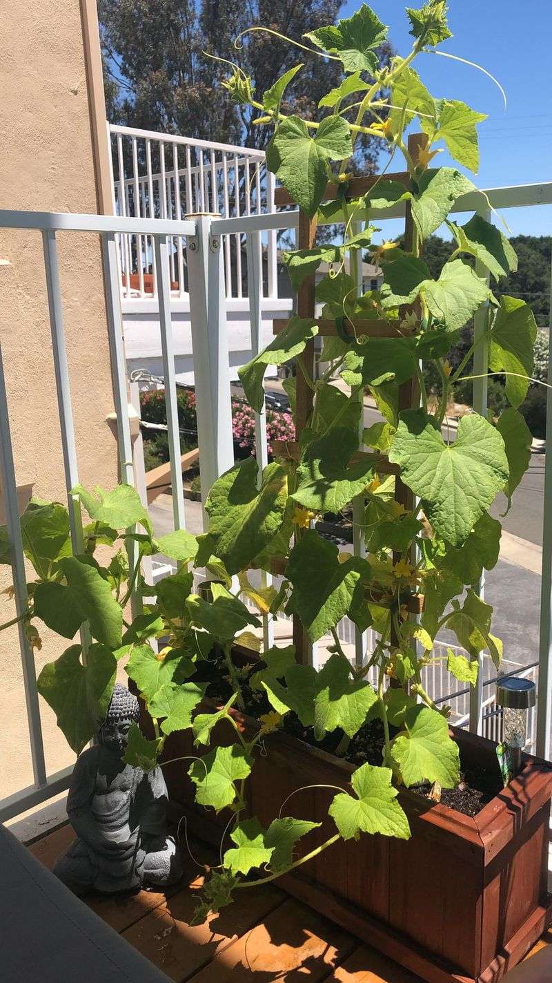 Container Gardens
