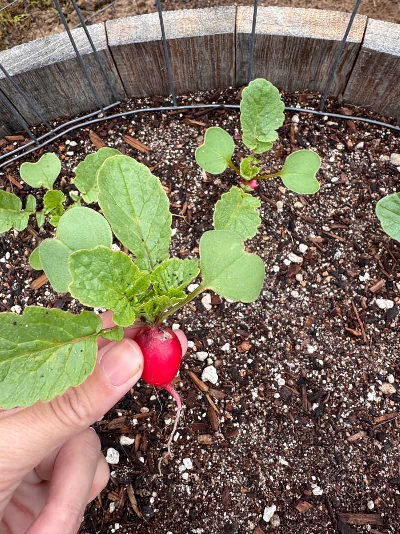 Loose, Sandy Soil