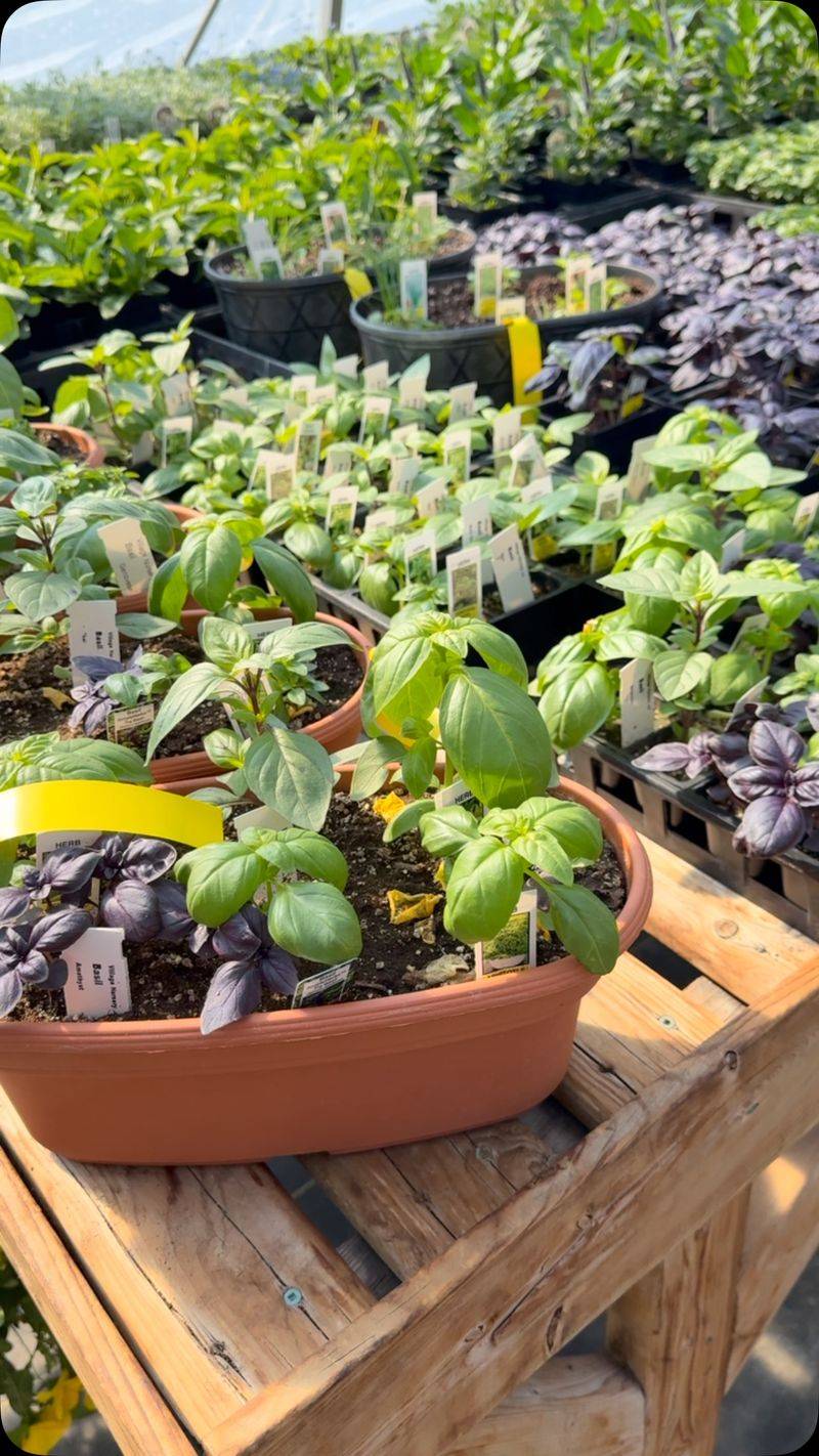 Container Gardens