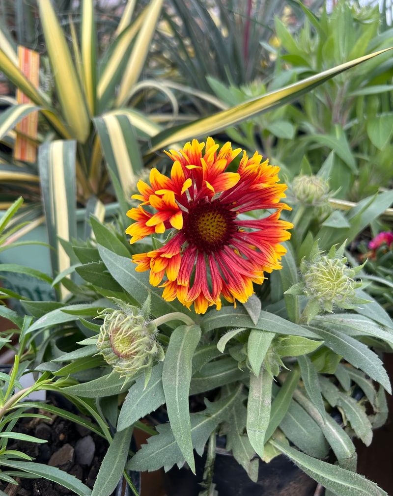 Drought-Tolerant Perennials