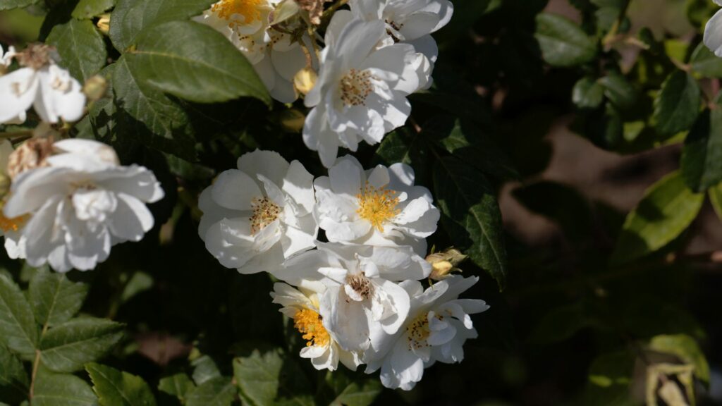 Rambling Rector rose