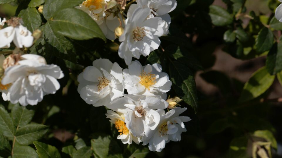 26 Climbing Roses That Are Absolutely Beautiful