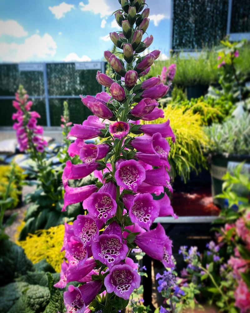 Foxglove Spires