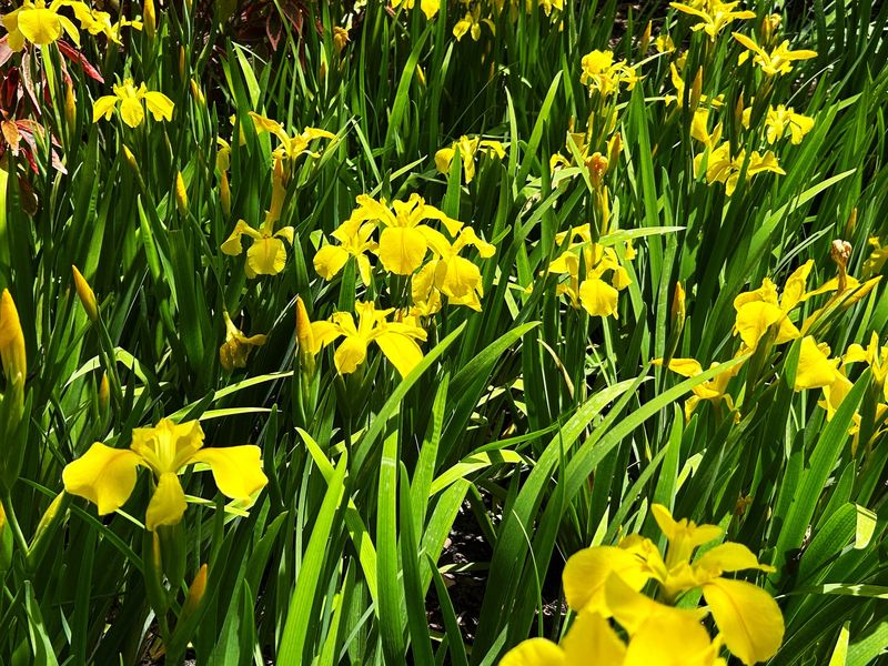 Problematic Yellow Flag Iris