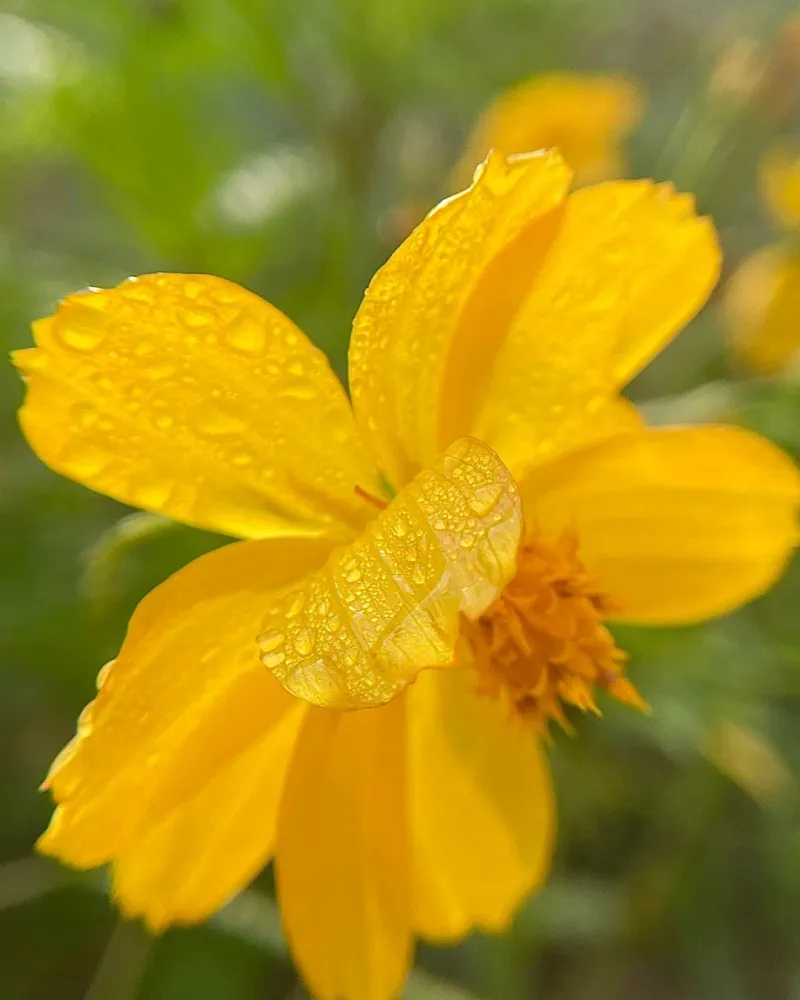 Yellow Cosmos