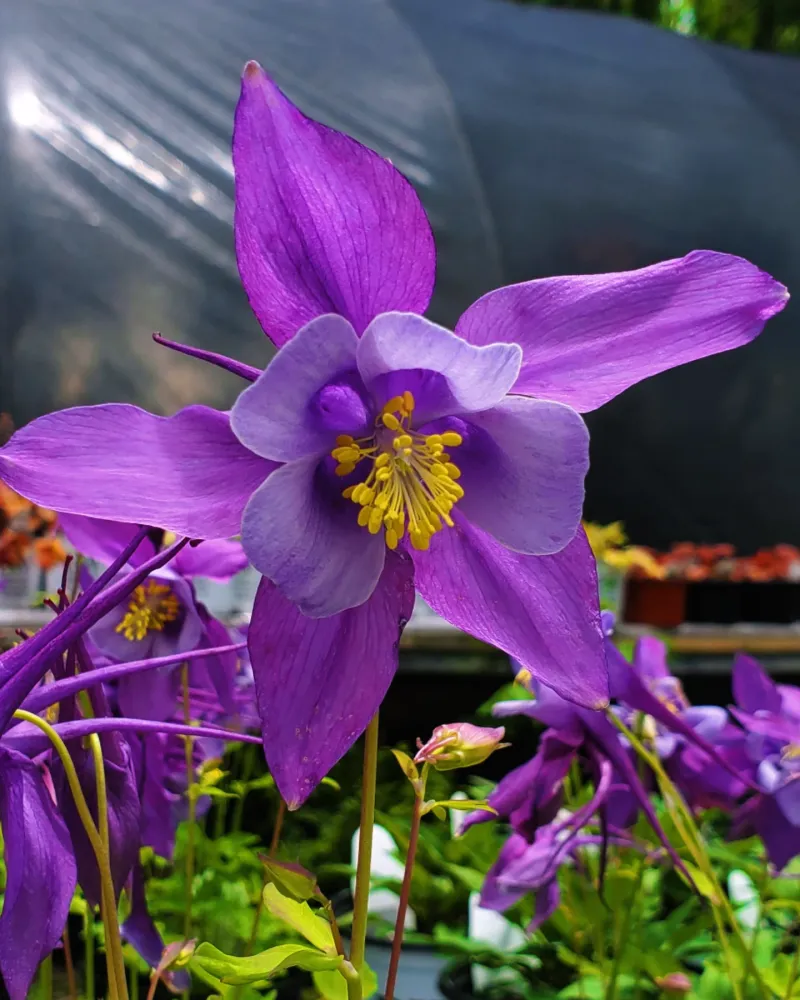 Columbine's Brief But Magical Appearance