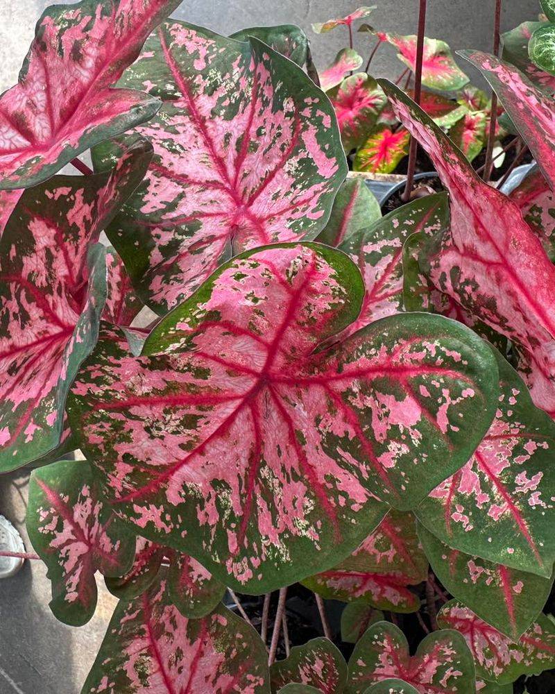 Caladium: Tropical Foliage Stunners