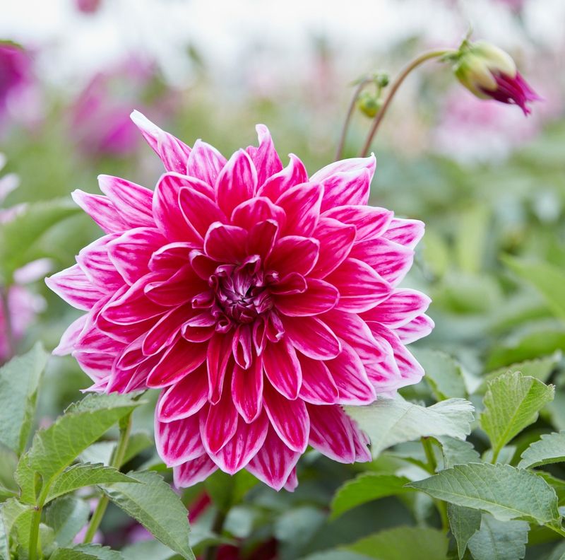 Dahlias: Late-Season Show-Stoppers