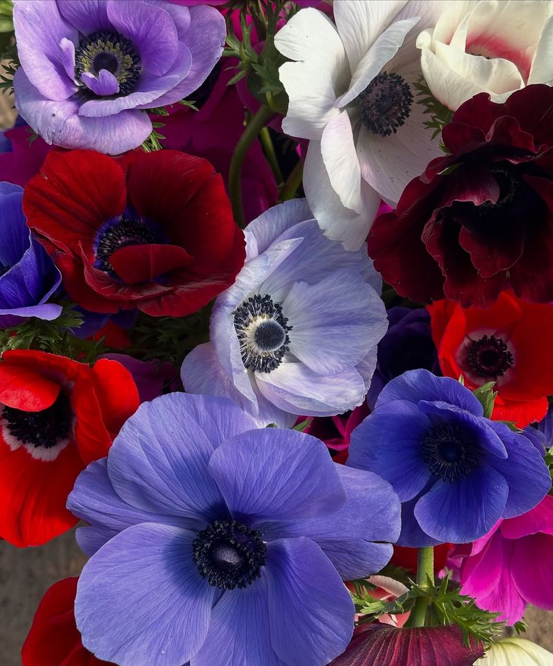Anemones