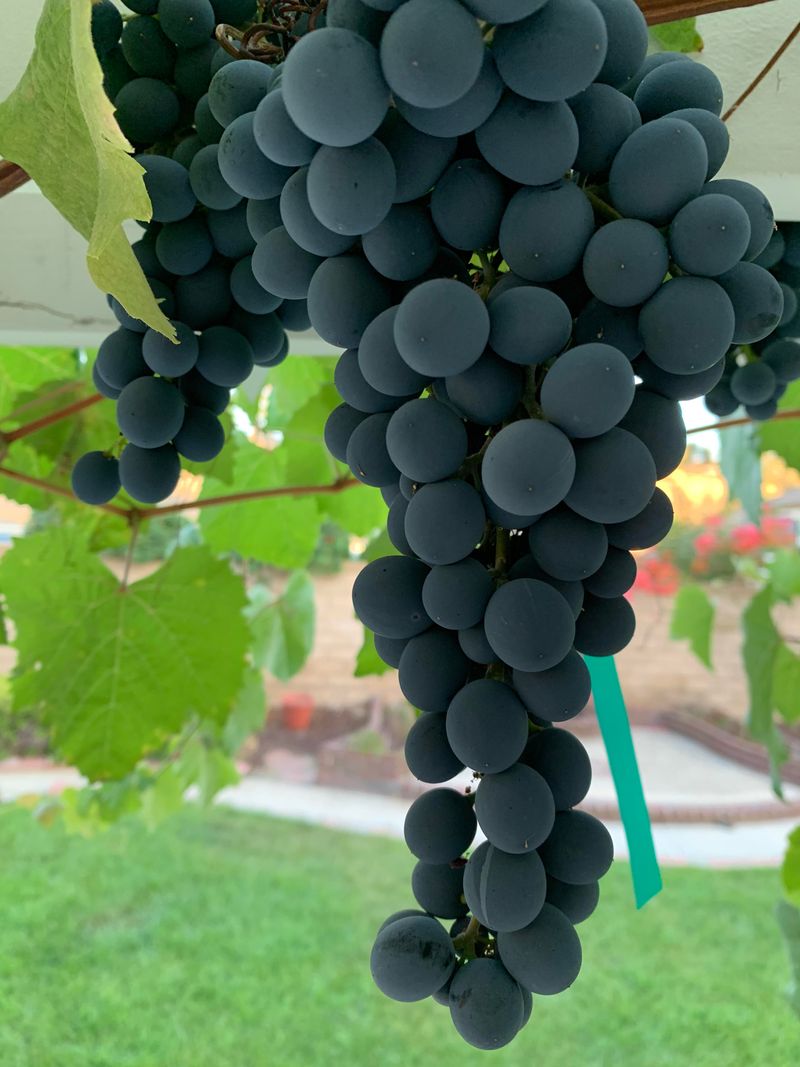 Grapes