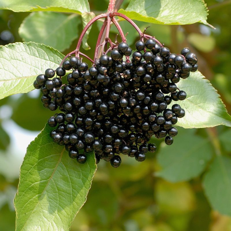 Elderberries