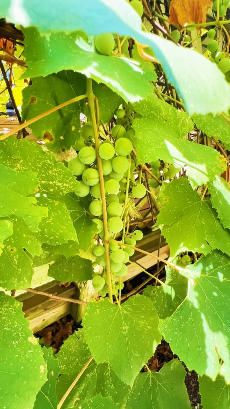 Grapevines