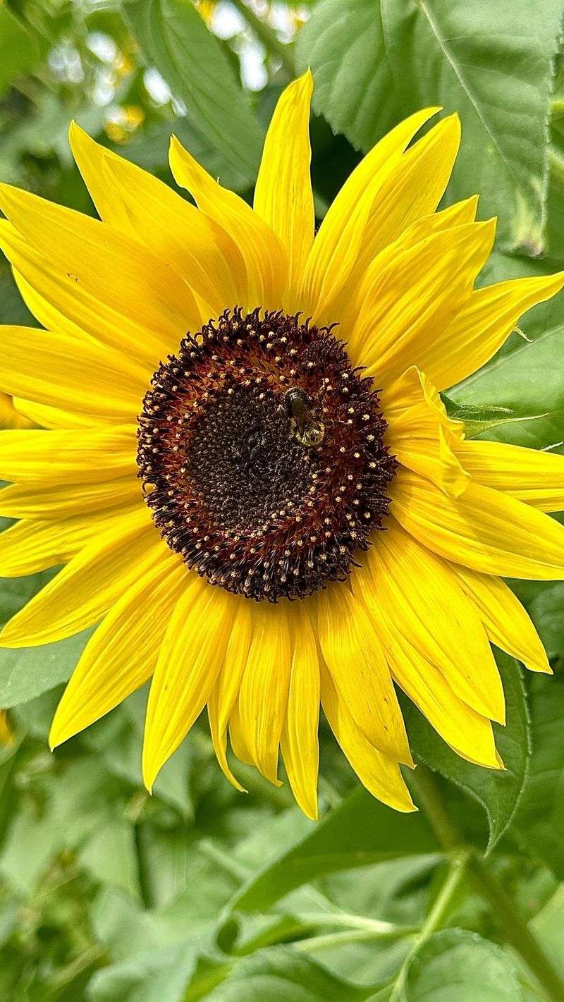 Sunflowers Cast Competitive Shadows