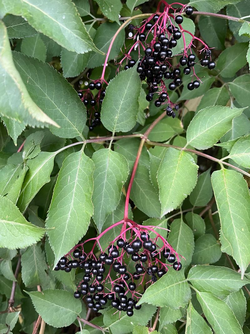Elderberries: The Medicinal Marvel