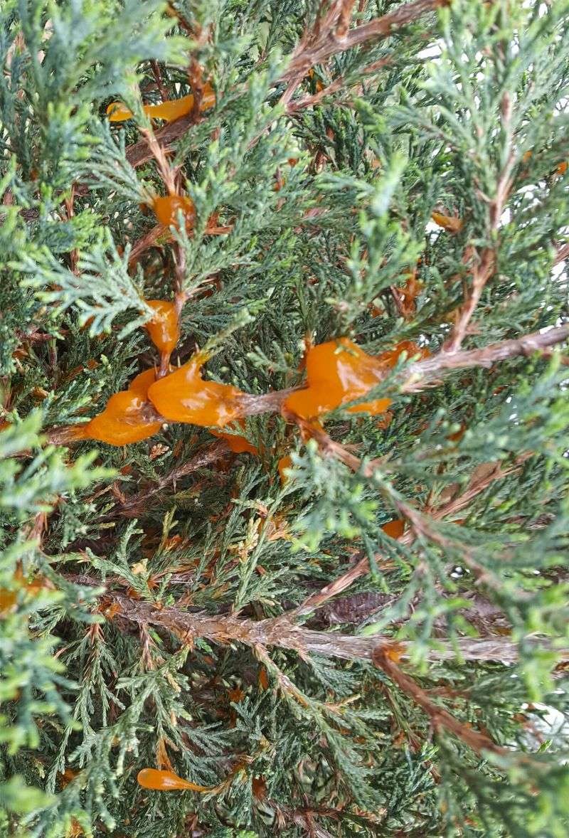 Pear Trees and Juniper Shrubs