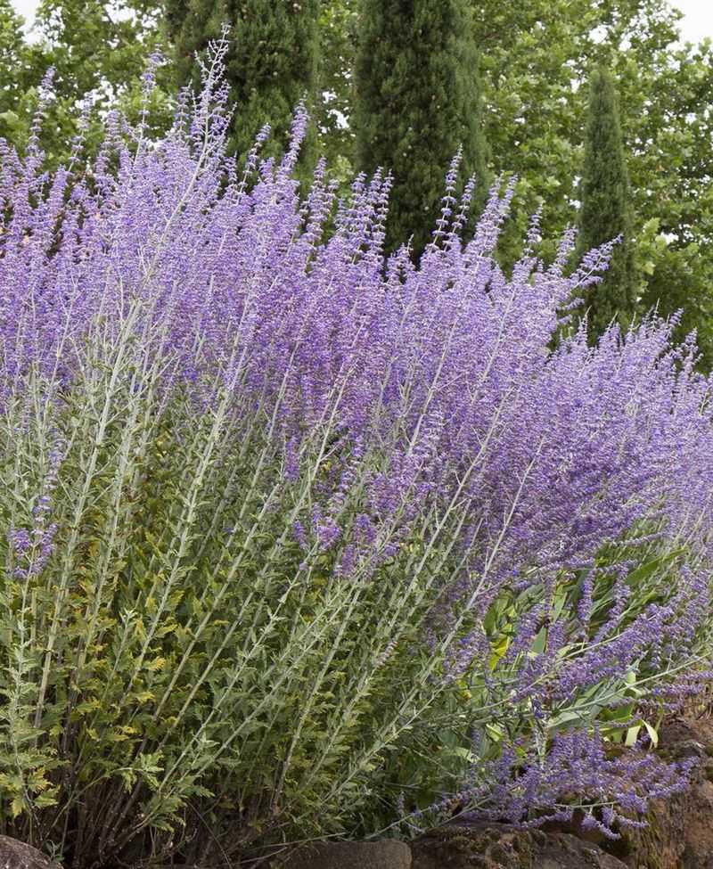 Russian Sage