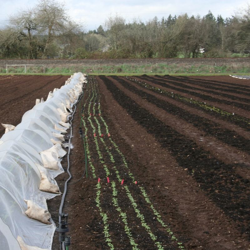 After Brassica Family Crops