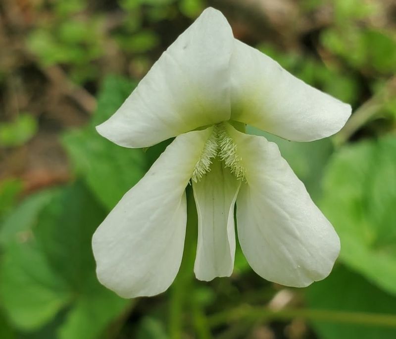 Mayapple