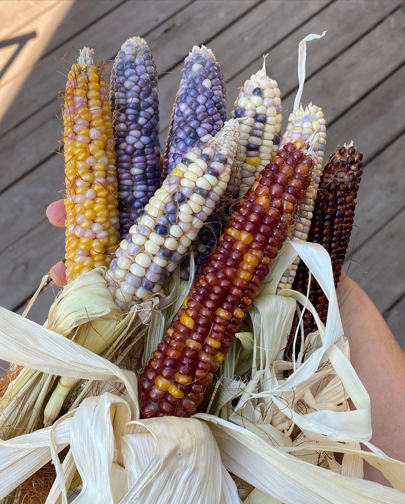 Glass Gem Corn