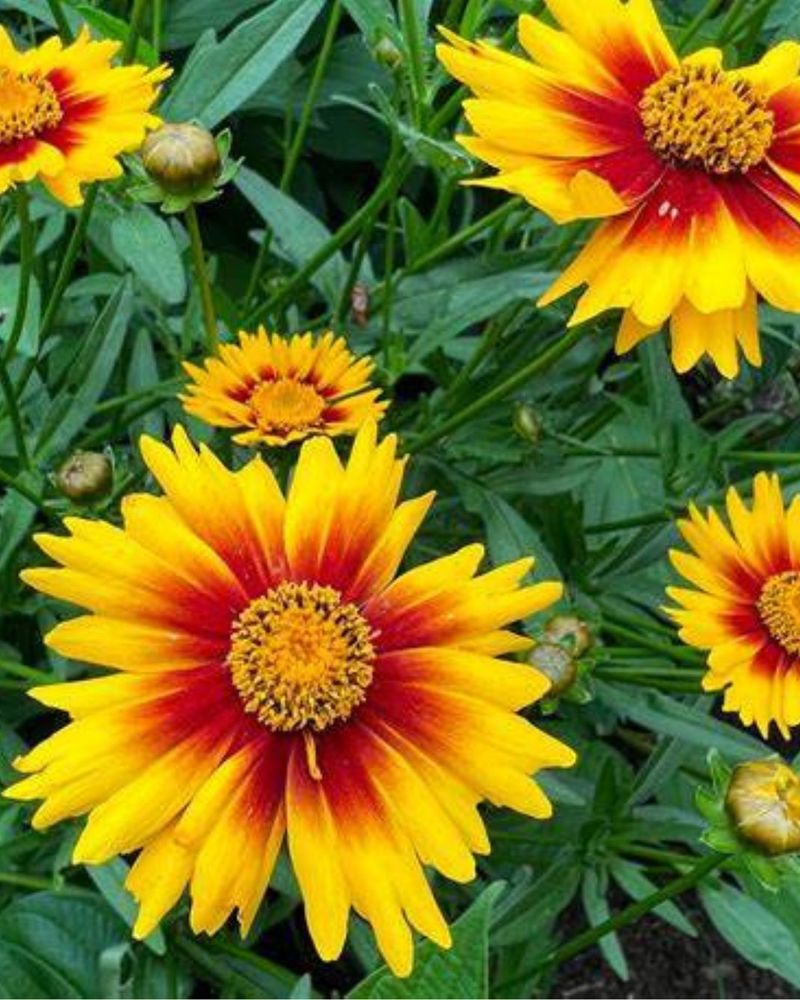 Coreopsis