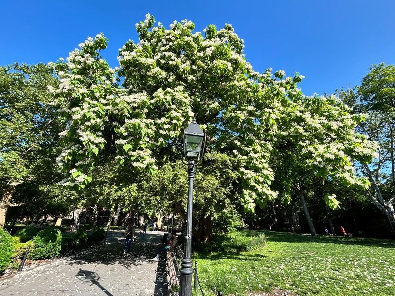 Northern Catalpa