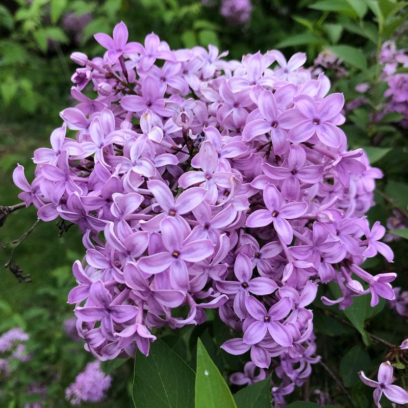Lilac (Syringa vulgaris)