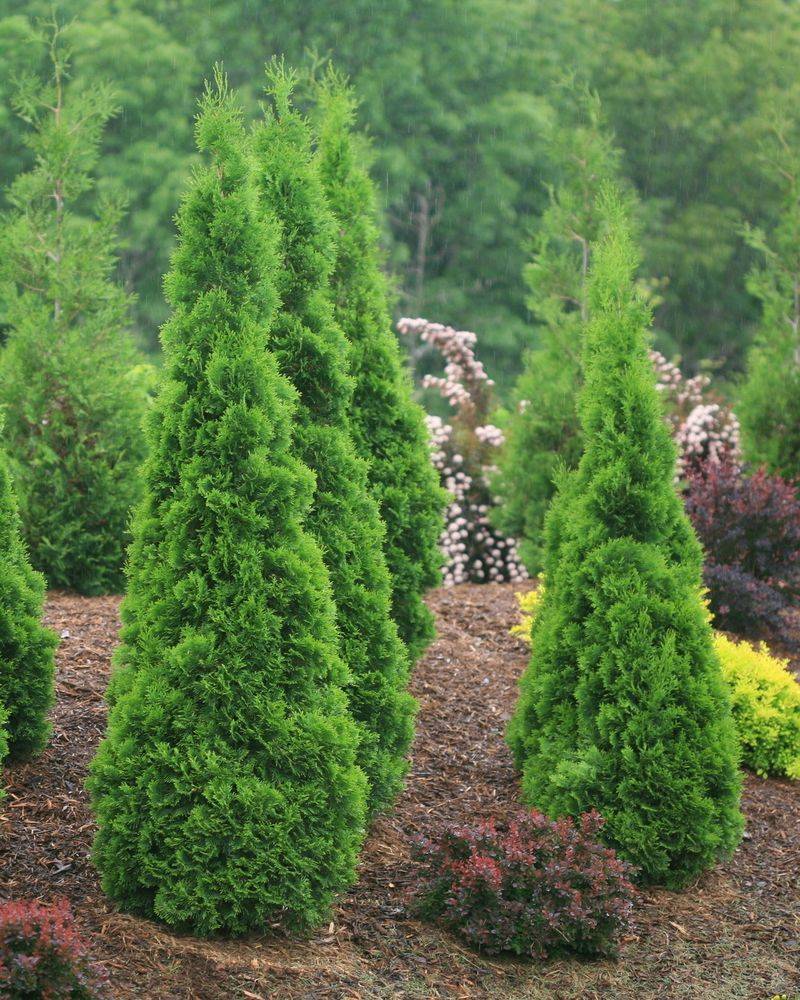Arborvitae