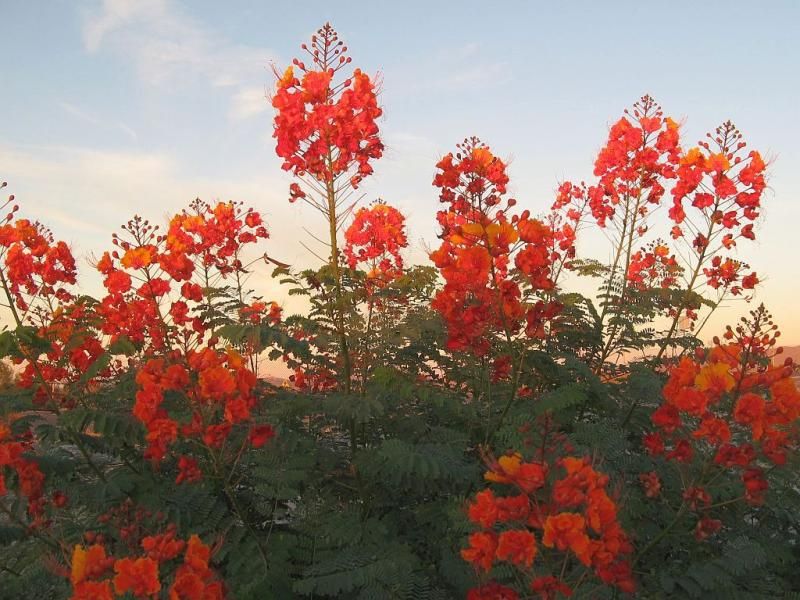 Pride of Barbados