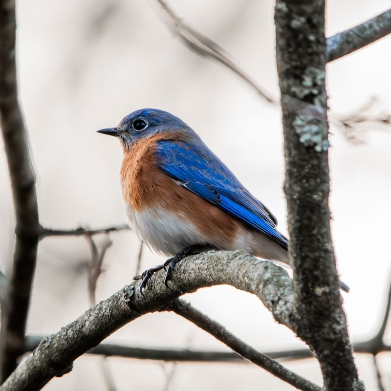 Eastern Bluebird