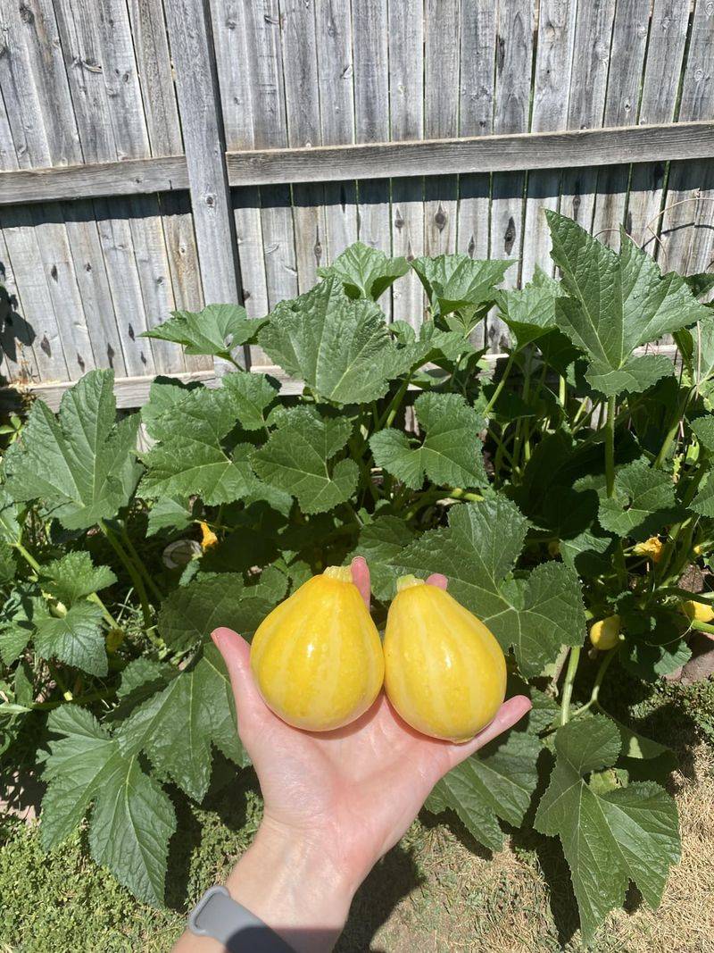 Lemon Drop Squash