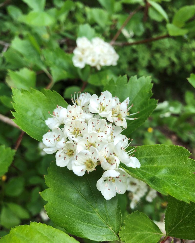 Hawthorn