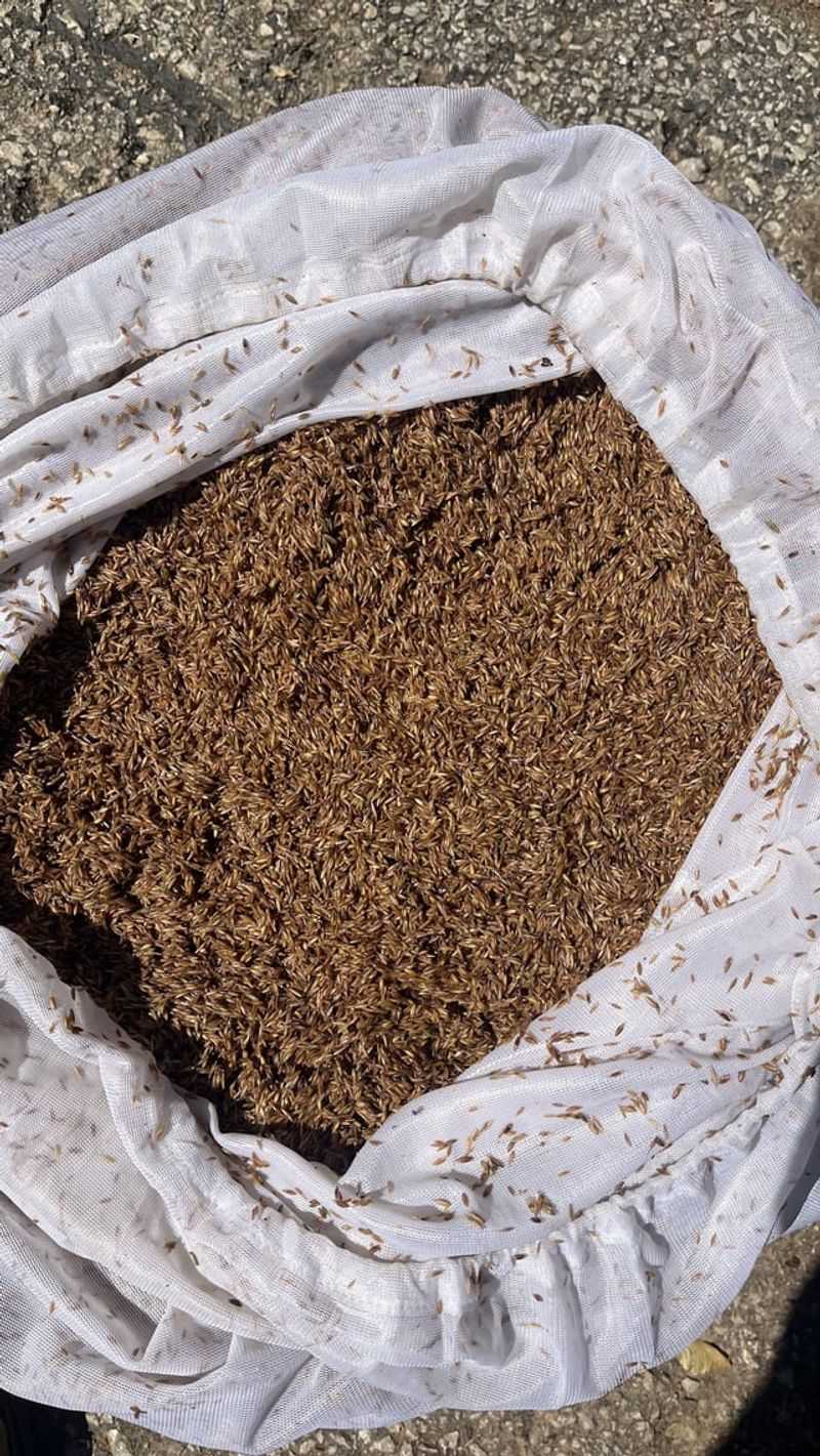 Improved Seed-Soil Contact