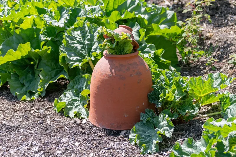 Extends Plant Lifespan
