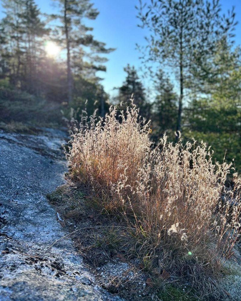 Little Bluestem