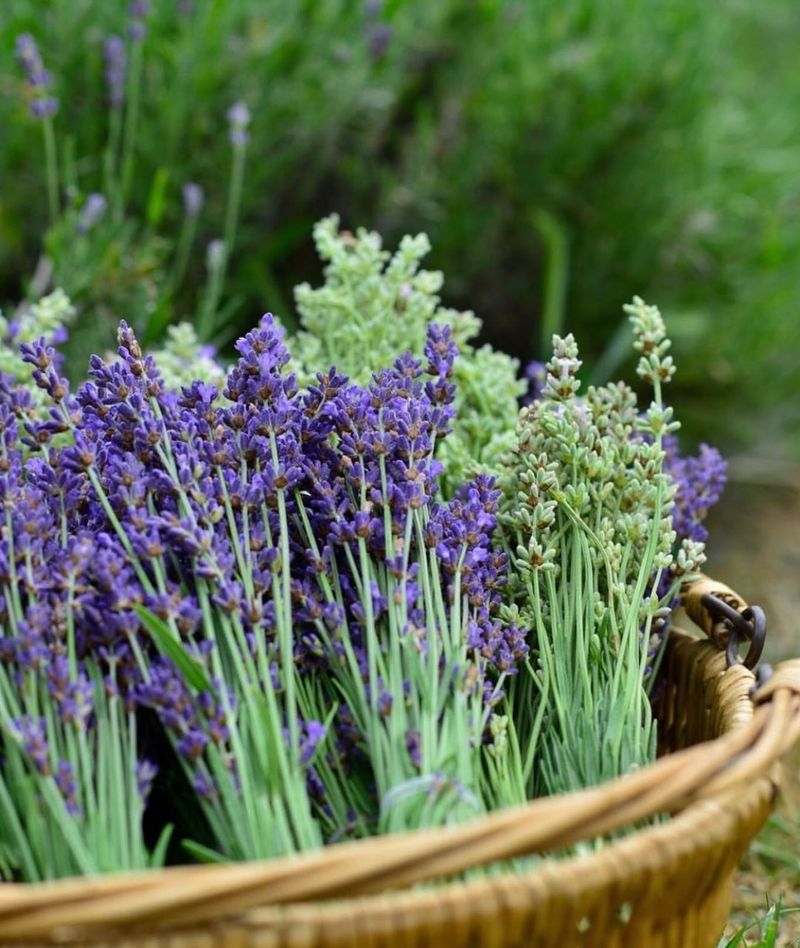 Harvest At The Right Time For Maximum Fragrance