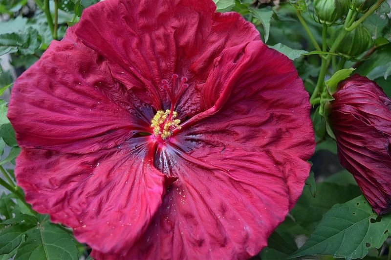 Dramatic Dinner Plate Hibiscus