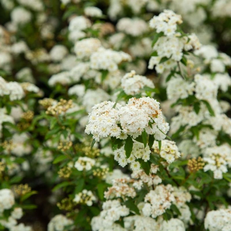 Elegant Spirea Cascades