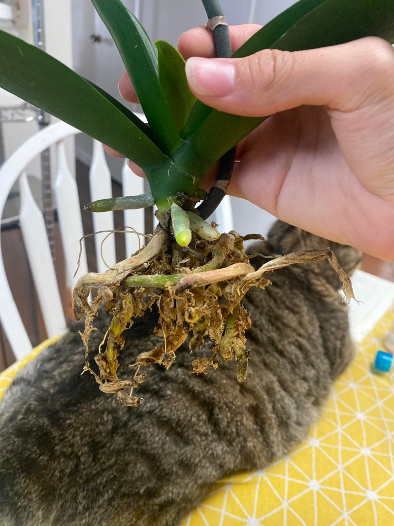 Repotting At Proper Intervals