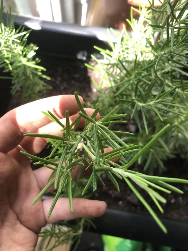Know Your Rosemary Variety