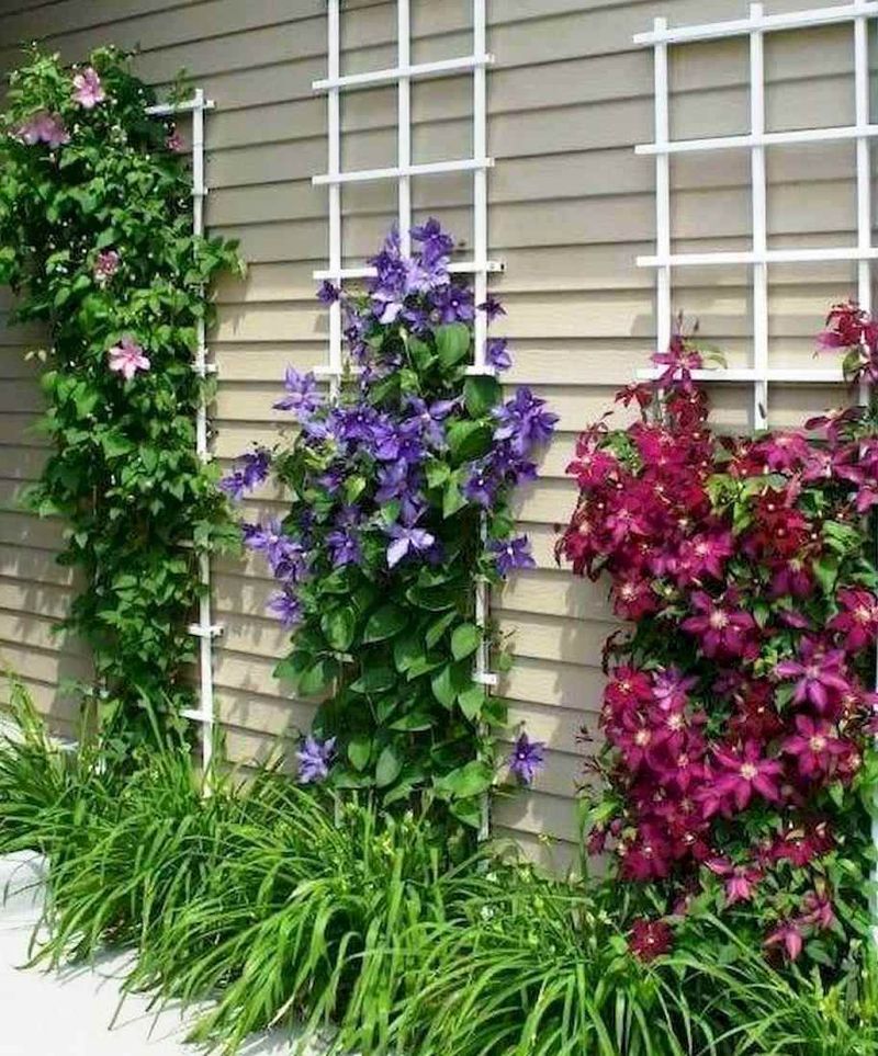 Consider Clematis Companions